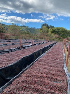 Camas africanas de secado de café en El Salvador, finca San Francisco 