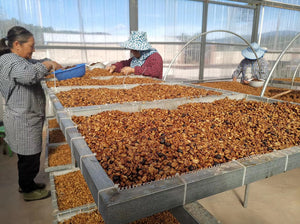 Mujeres chinas, seleccionando cerezas de café en la finca Yirong estate 
