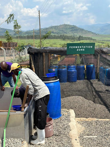 La zona de fermentación en la finca kuria en Kenia 