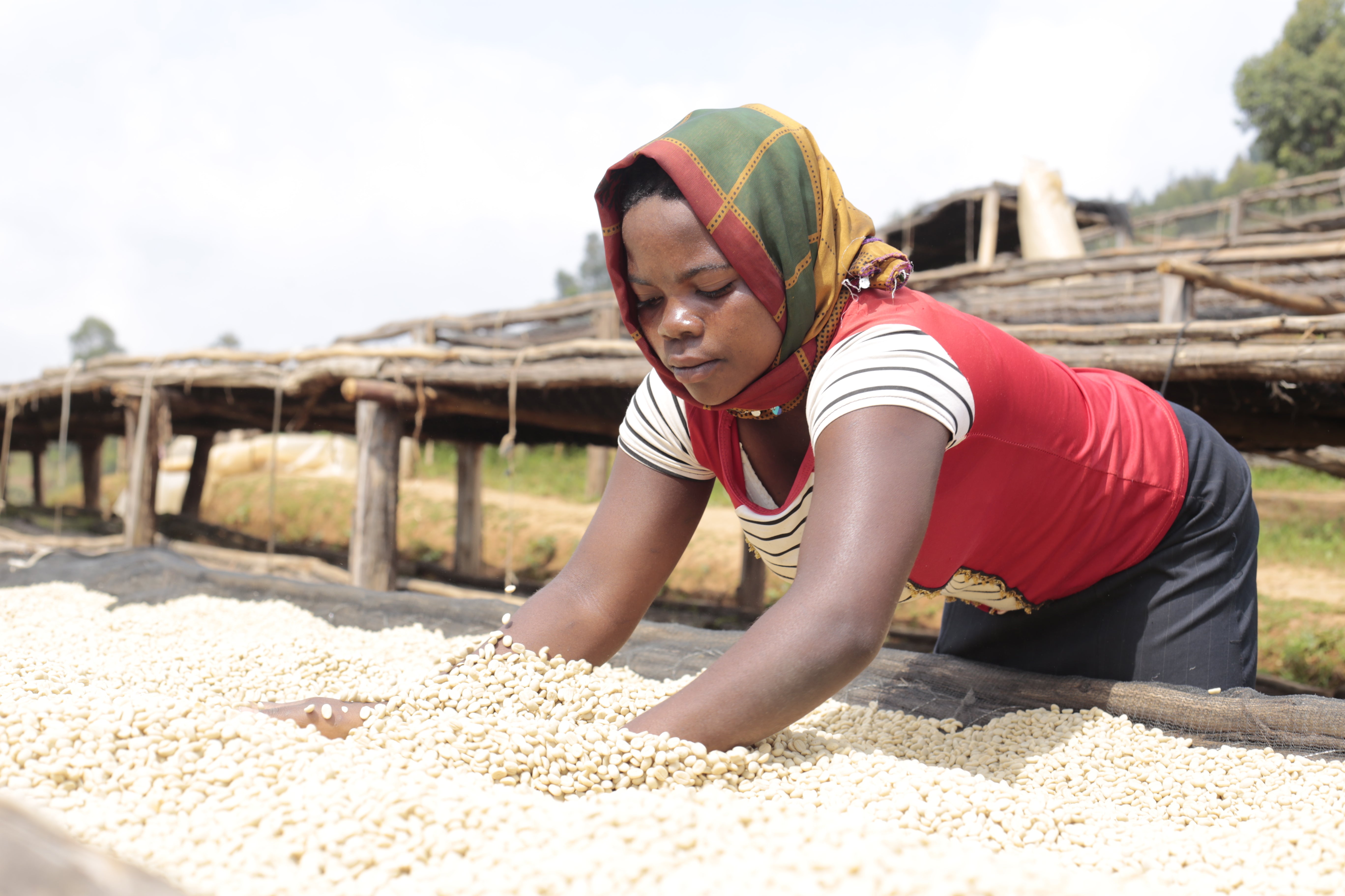 Agricultora de migoti hill removiendo los granos de café en camas africanas en la finca masenga en Burundi 