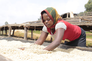 Agricultora de migoti hill removiendo los granos de café en camas africanas en la finca masenga en Burundi 