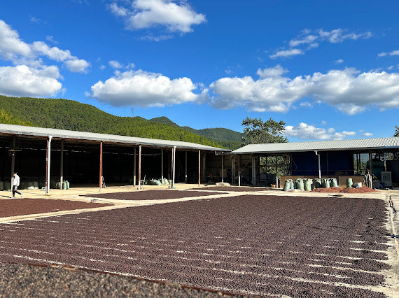 Cerezas de café secándose en patios en la finca Yirong estate en China 