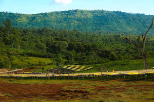 Plantaciones de café en Etiopía, finca buncho 