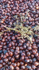 Cerezas de café secándose con hojas de ruda  en la estación de lavado de END en Etiopía,
Finca chelchele, región de yirgacheffe