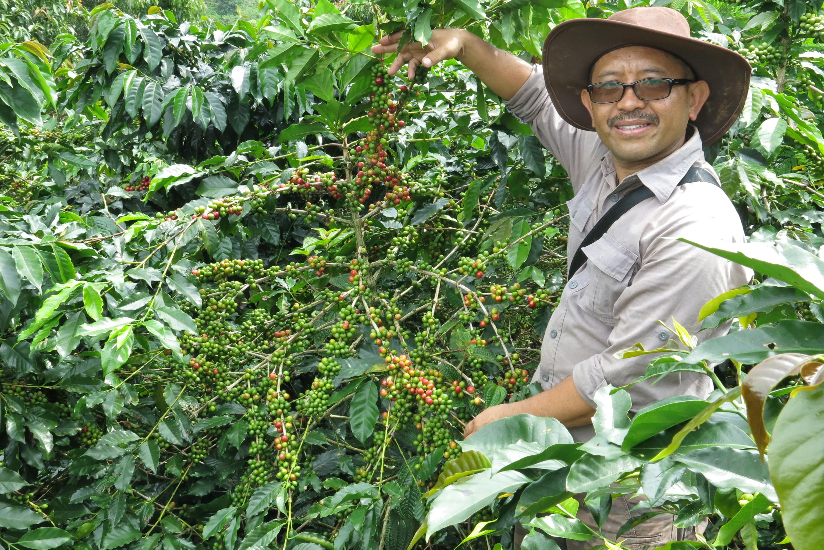 Productor de Indonesia junto a un arbusto de café 