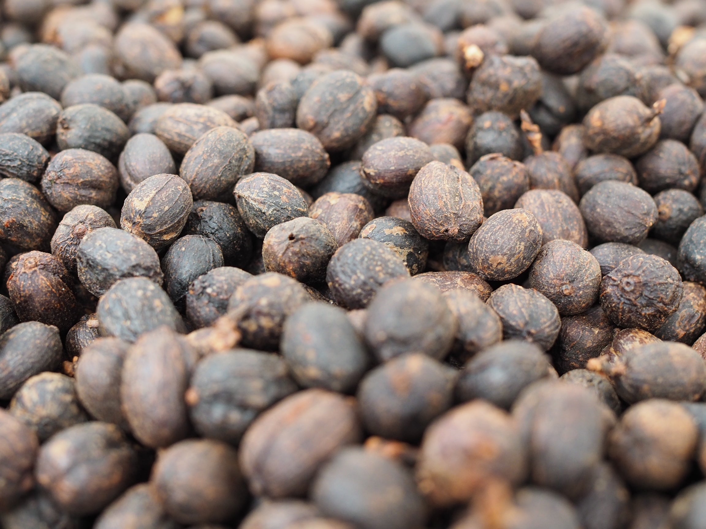 Cerezas de café secándose en la finca satus en Colombia 