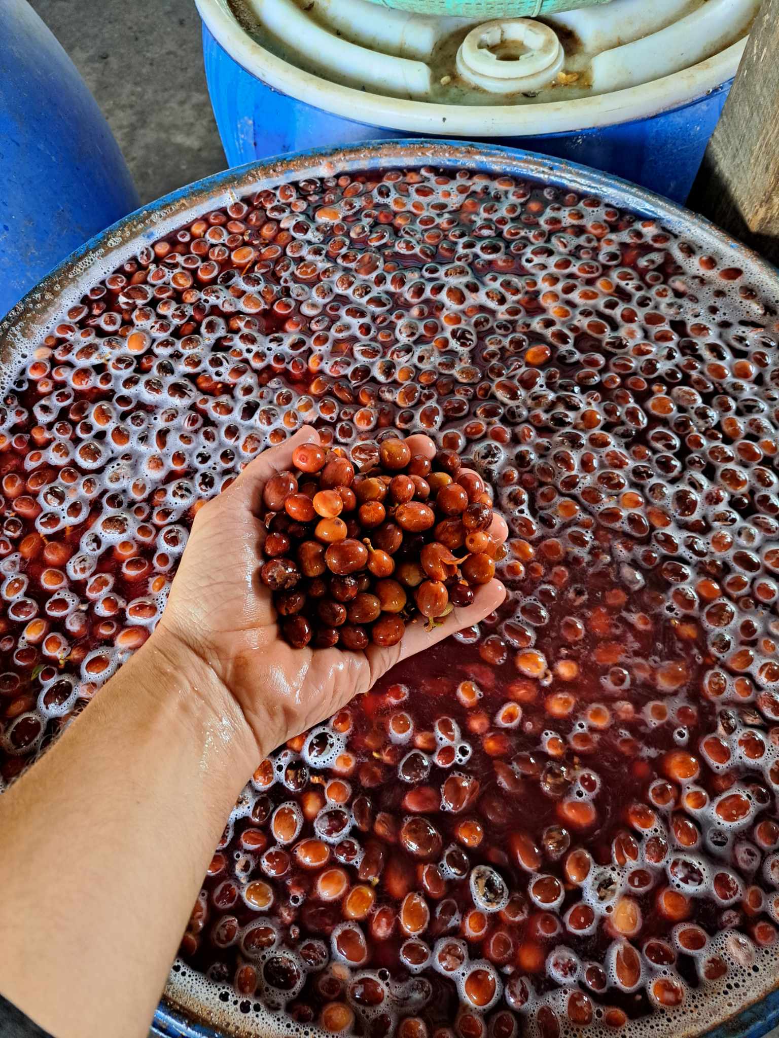 Cerezas de café en tanques de fermentación en Vietnam en la finca mua he 
