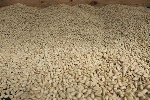Granos de café en pergamino en su última etapa de secado 