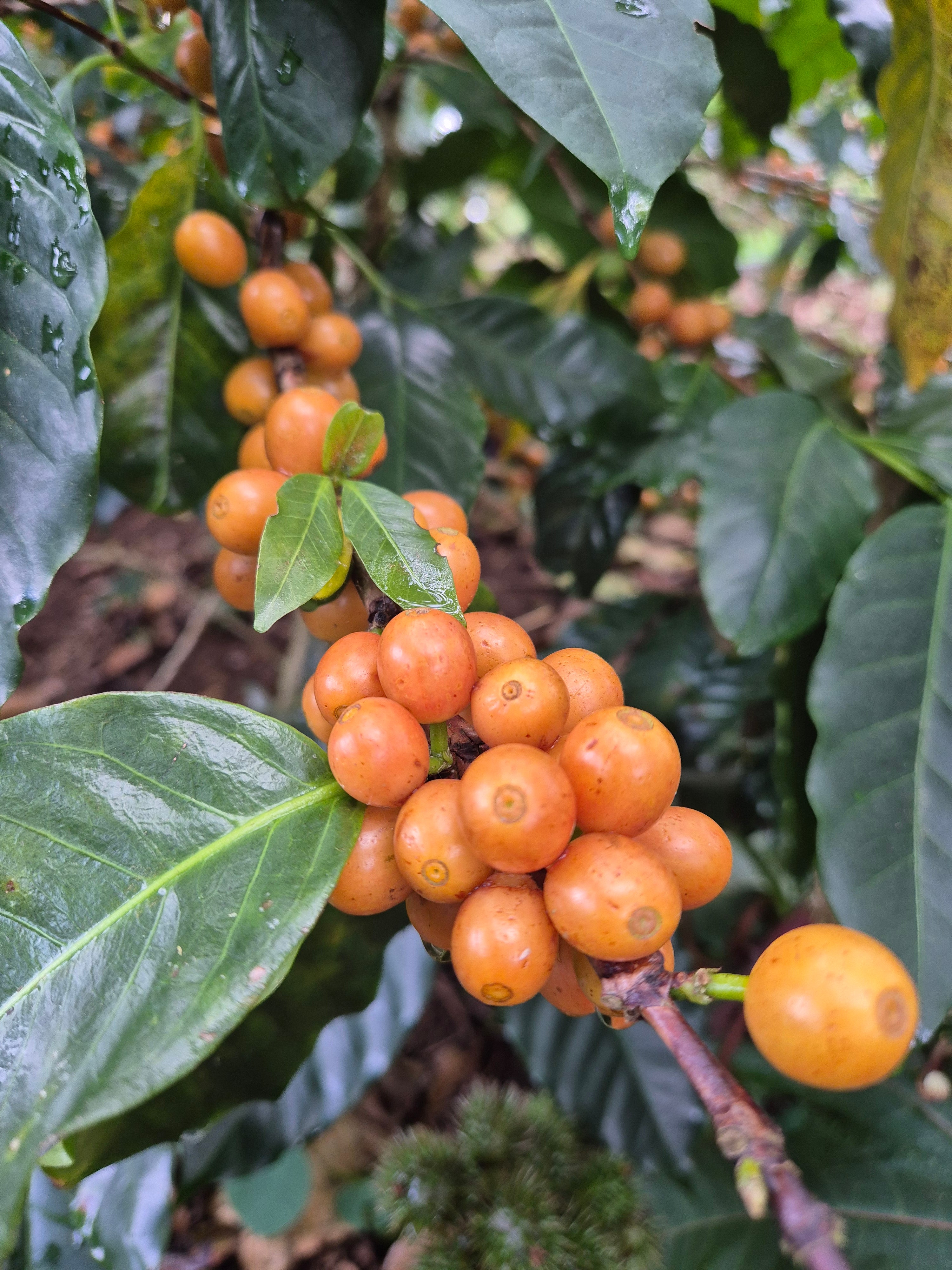 Cerezas de café de la variedad yellow icatu en El Salvador finca las Mercedes  