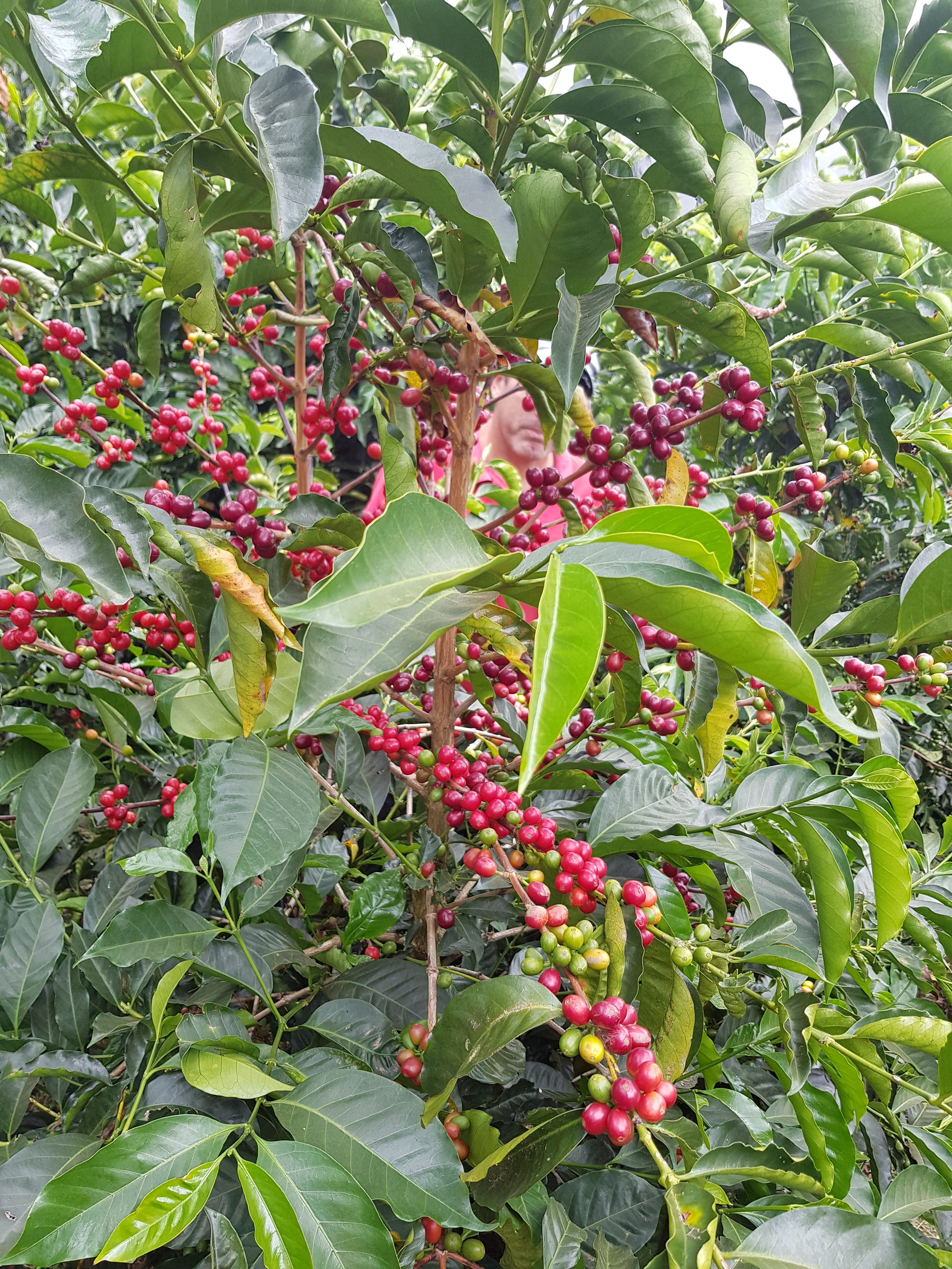 Arbusto de café en Costa Rica, finca la Victoria 