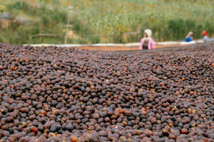 Cerezas de café secándose en camas africanas en Ruanda 