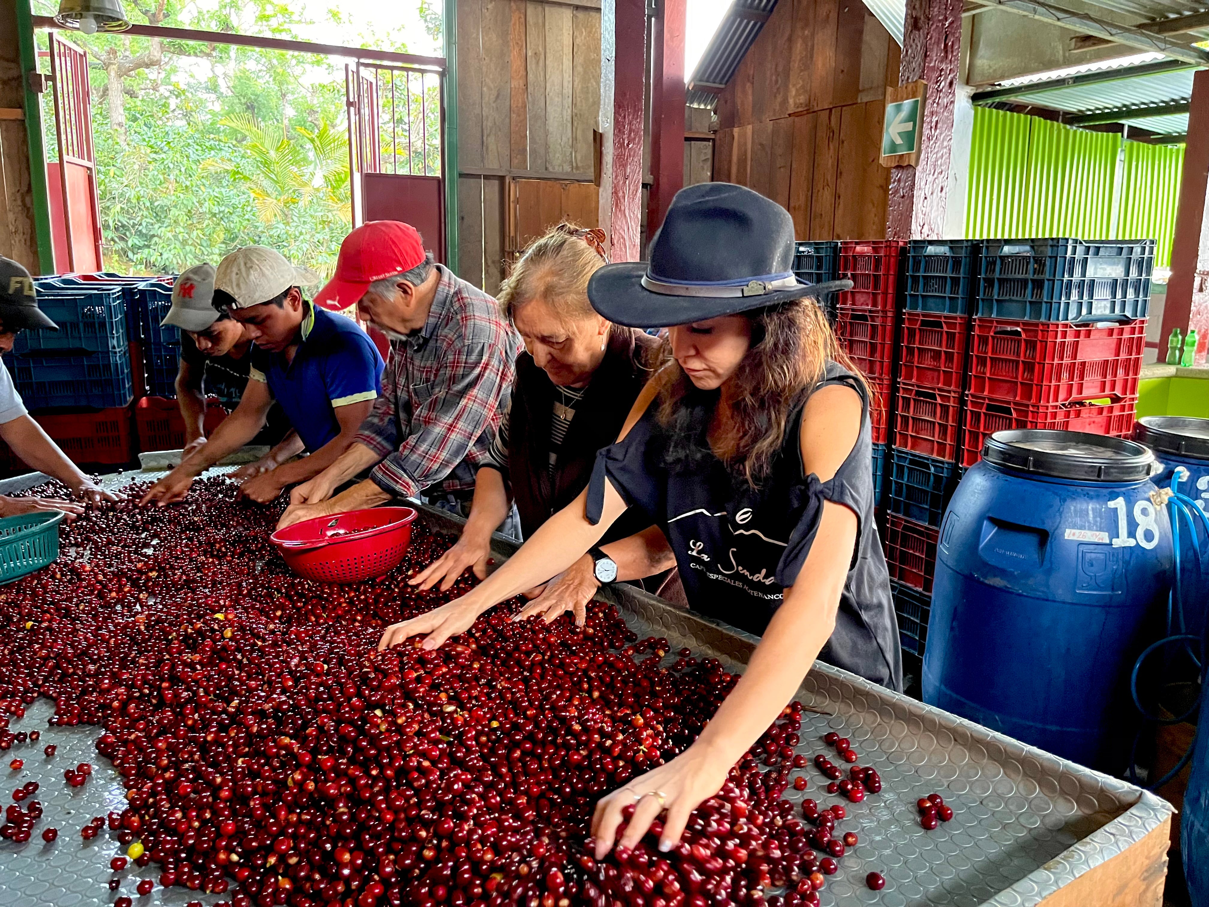 Yancy Pérez junto a las  cerezas recién cogidas para seleccionarlas en su estación de beneficio la senda en Guatemala 