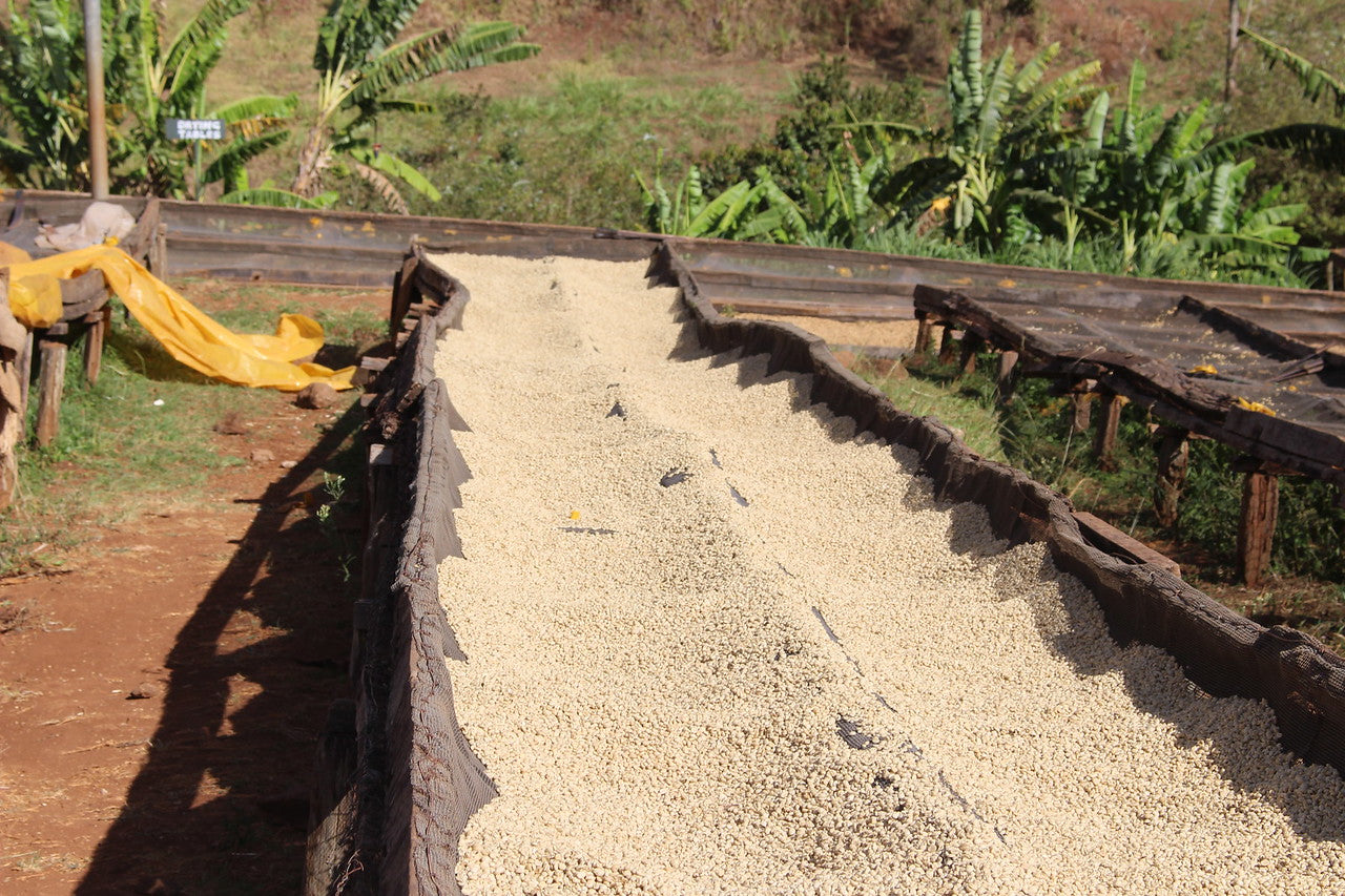 Granos de café en pergamino secándose en la finca gatugi en Kenia 