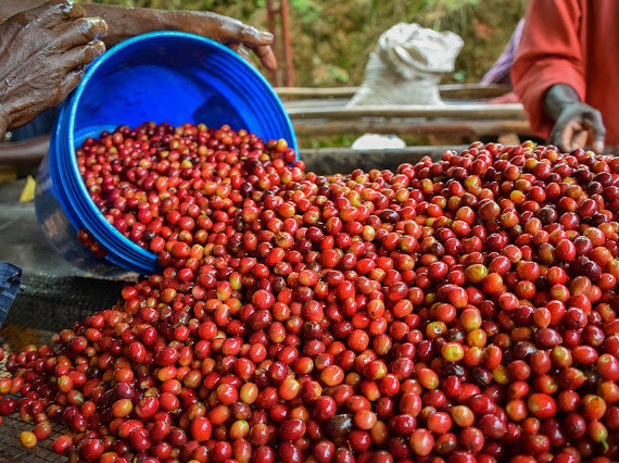 Cerezas de café recién cosechadas en Burundi, finca masenga en migoti hill 