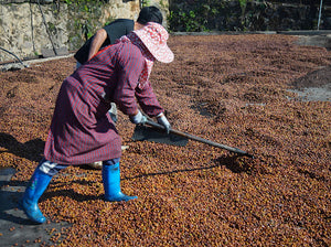 Mujeres chinas removiendo café en la finca Yirong estate 