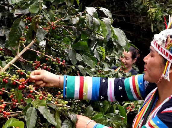 Agricultoras chinas recolectando las cerezas de café maduras en la finca Yirong estate en la región de Menglian