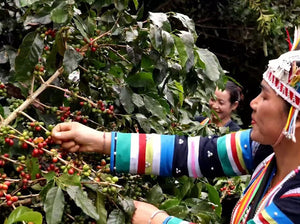 Agricultoras chinas recolectando las cerezas de café maduras en la finca Yirong estate en la región de Menglian