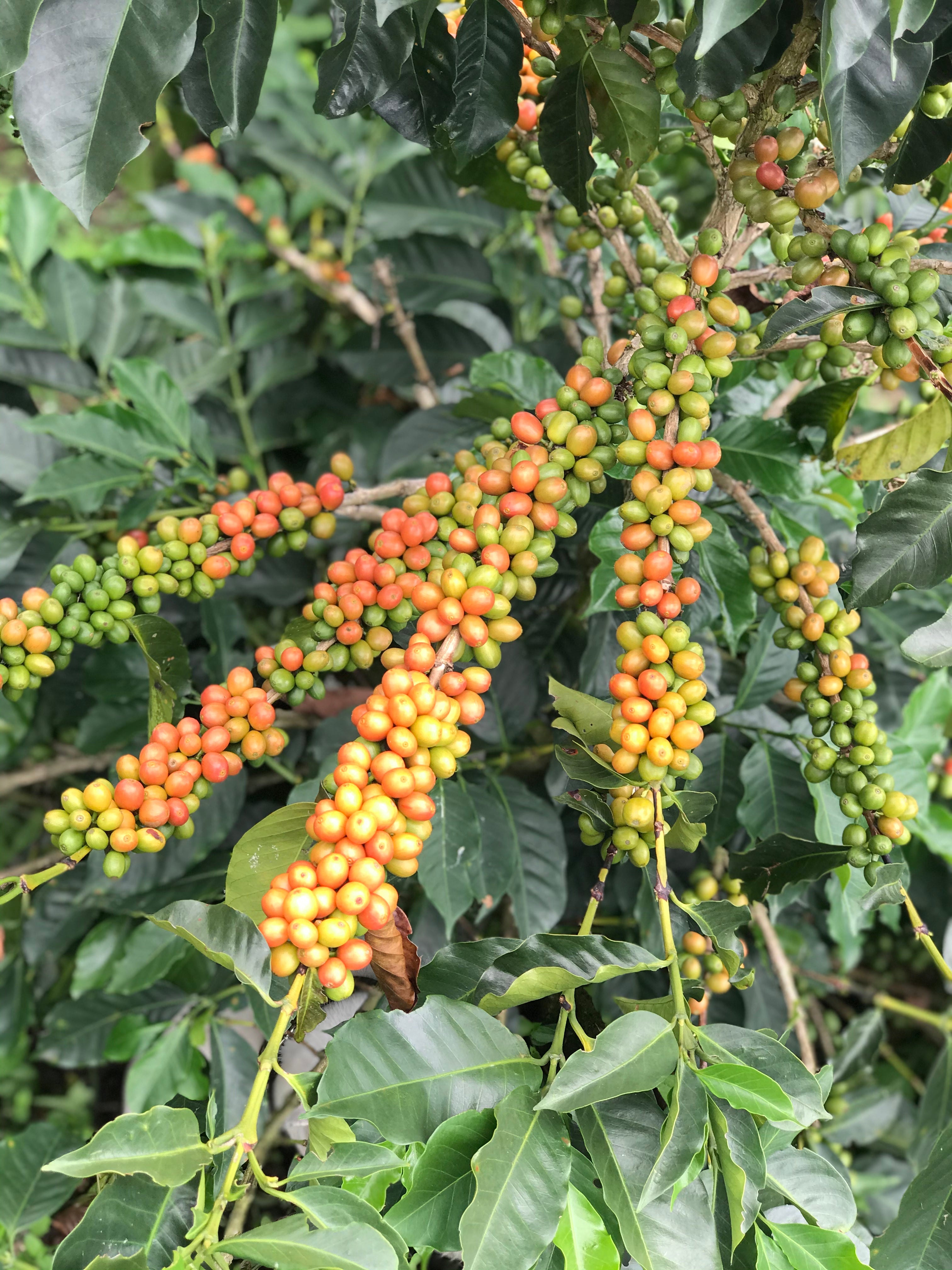 Arbusto de café en Colombia, finca el placer, variedad pink bourbon en la región de quindio 