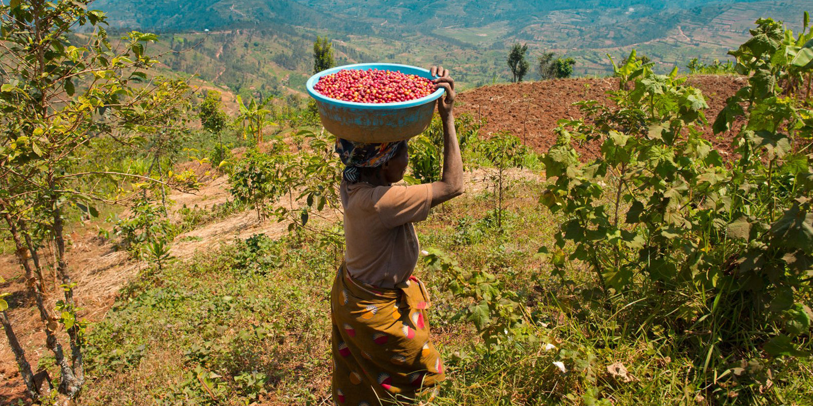 Agricultora de Ruanda con la canasta de cerezas de café recién recogidas para llevarlas a la estación de lavado de Musaza para procesarlas 
