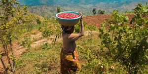Agricultora de Ruanda con la canasta de cerezas de café recién recogidas para llevarlas a la estación de lavado de Musaza para procesarlas 