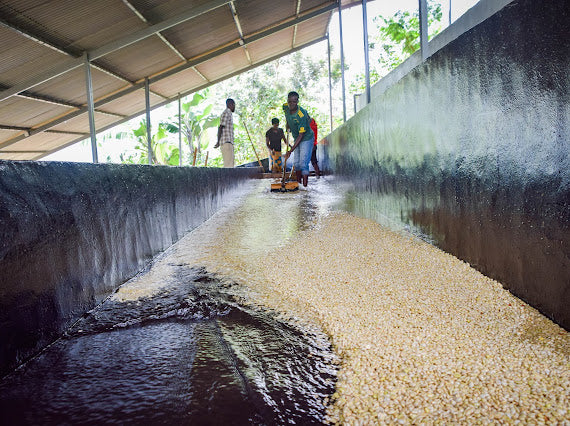Agricultores de Burundi removiendo los granos de café en canales de agua en migoti hill, finca masenga 