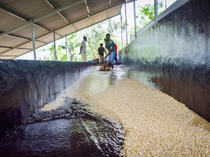 Agricultores de Burundi removiendo los granos de café en canales de agua en migoti hill, finca masenga 
