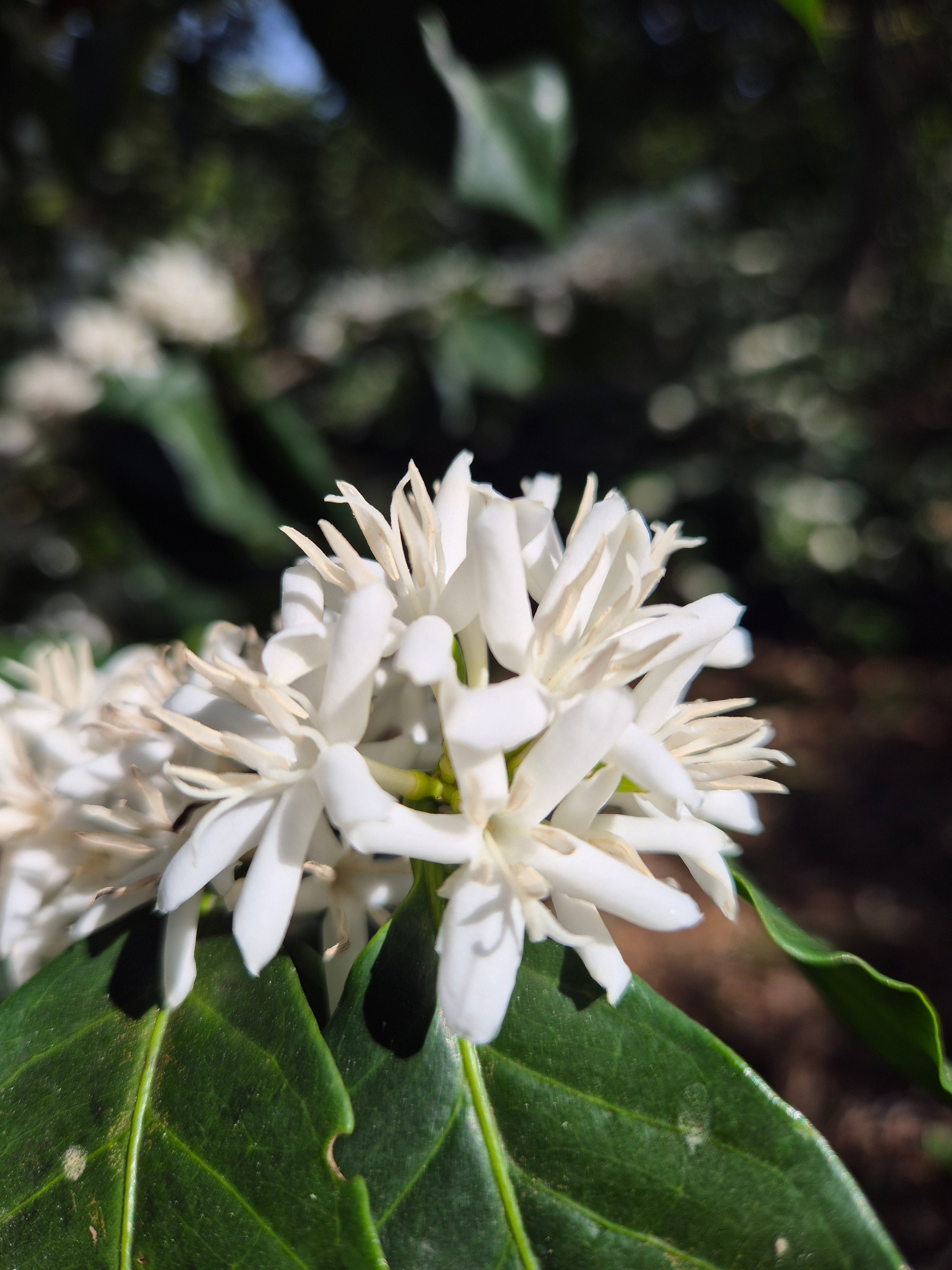 Flor de cafeto en El Salvador finca la vega 