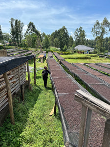 Cerezas de café secándose en camas africanas en Kenia finca Kuria 