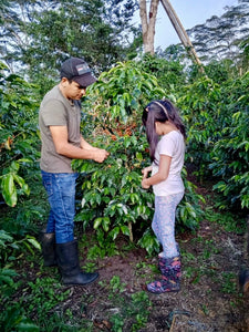 Productor colombiano y su hija recolectando café en su finca villa pastora 