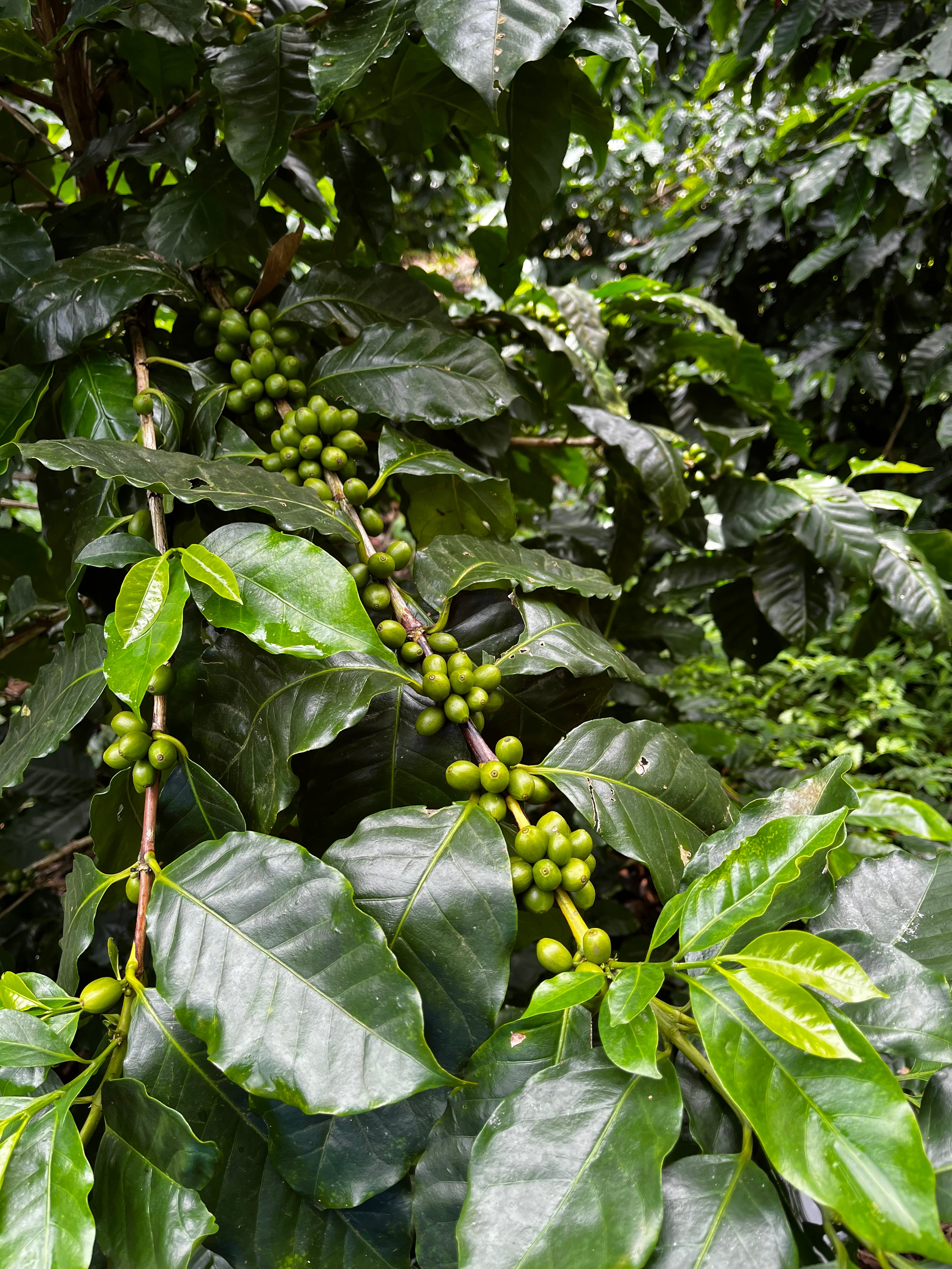 Cerezas de café en El Salvador finca la vega 
