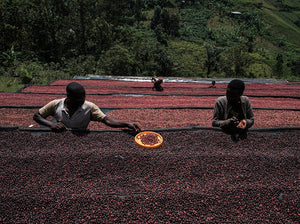 Agricultores de Burundi quintando cerezas inmaduras o demasiado maduras en las camas africanas en la finca  NYABIRABA HILL