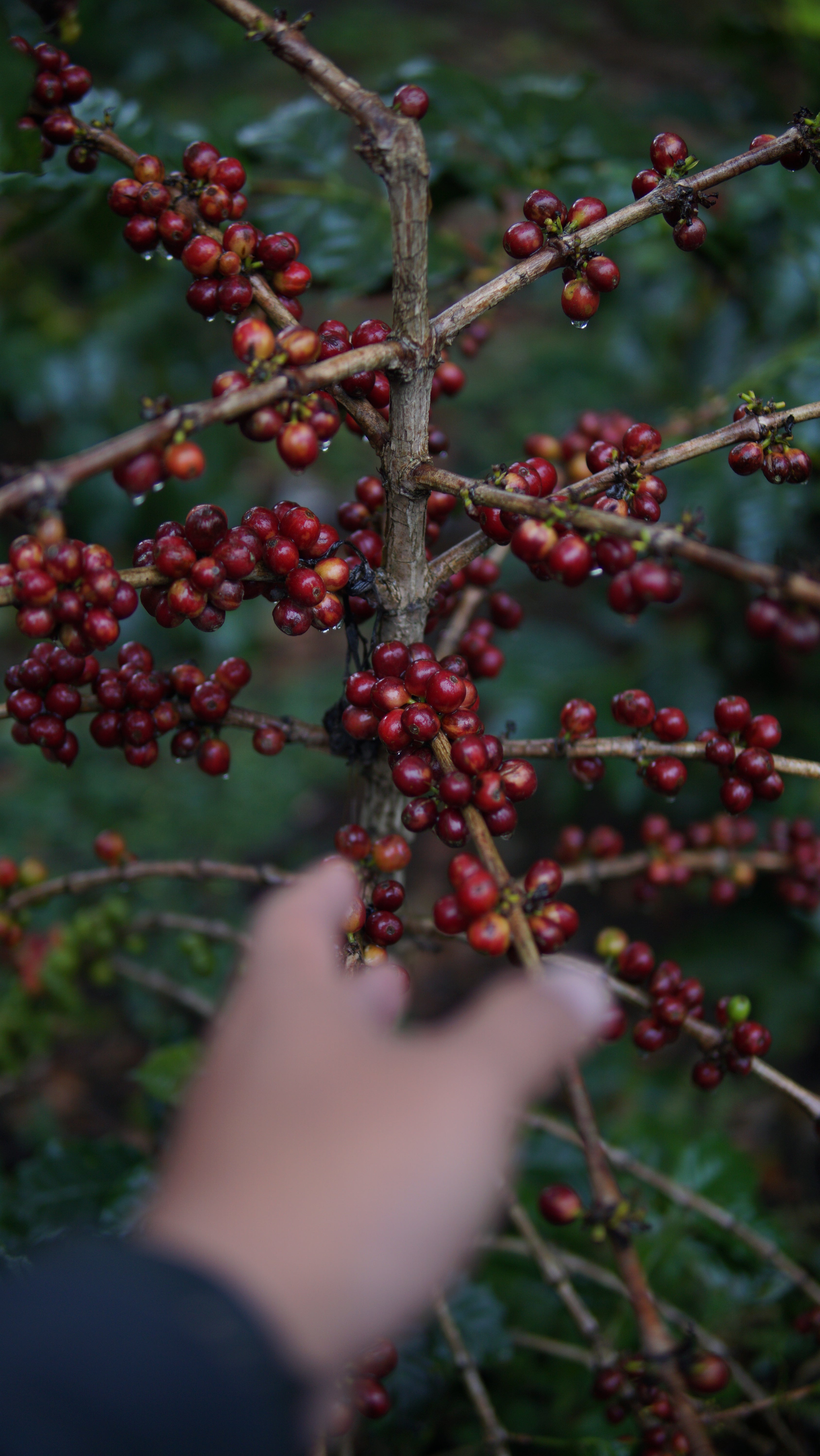 Cerezas de cafés lista para ser cosechadas en Indonesia, finca ijen 