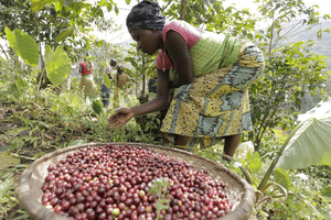 Agricultora de Burundi recogiendo las cerezas de café en la finca masenga en migoti hill 