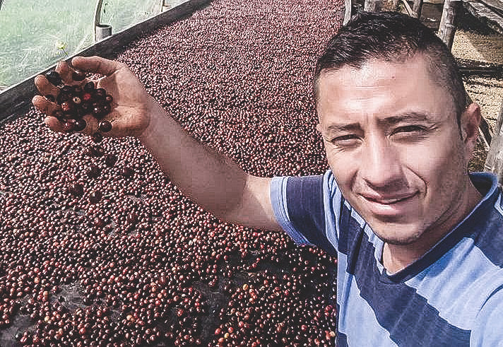 Diego Samuel Bermúdez, enseñando cerezas de café secándose en el beneficio del paraíso en Colombia en la región del Cauca  