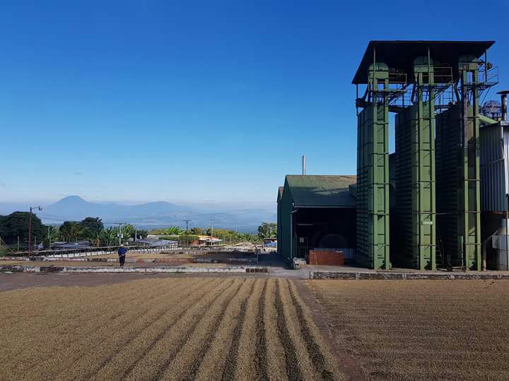 Granos de café secándose en la Finca San Francisco en El Salvador