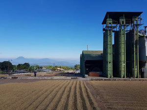 Granos de café secándose en la Finca San Francisco en El Salvador