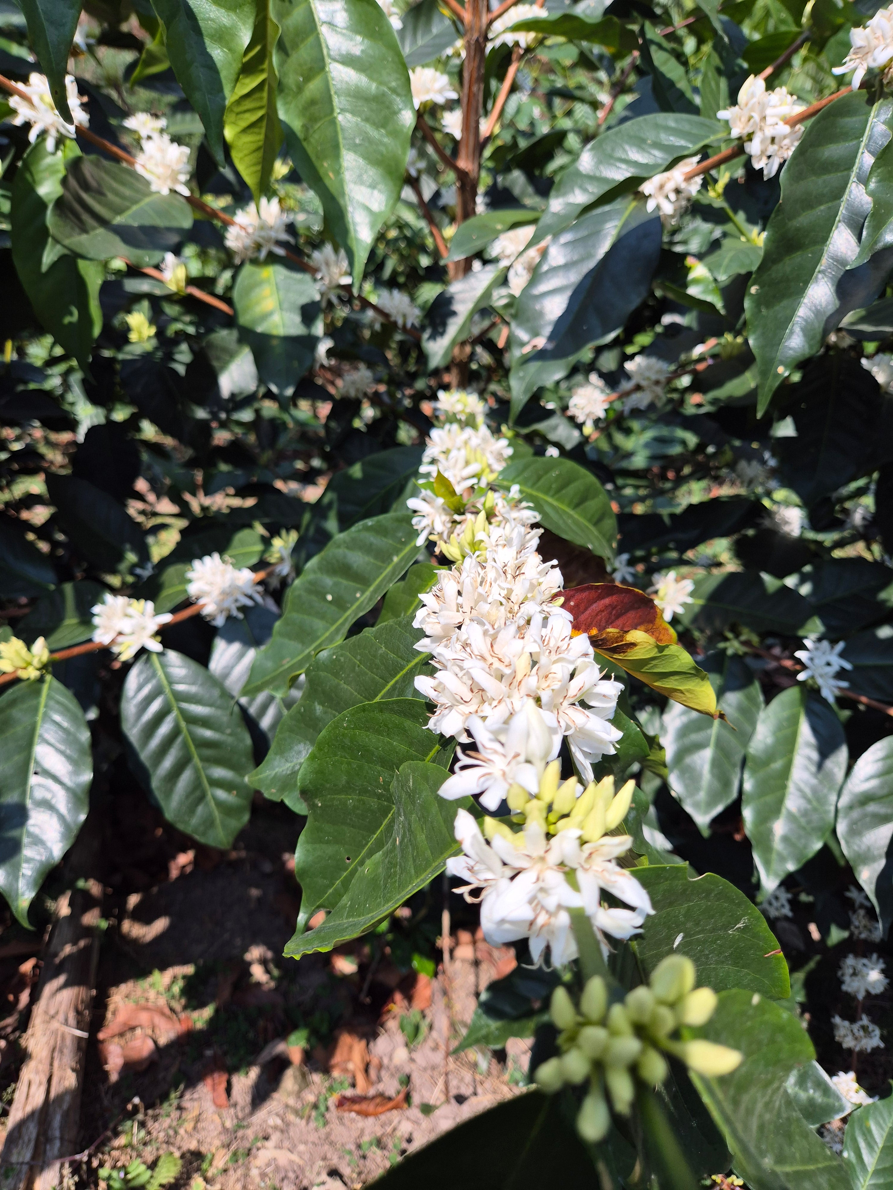 Arbusto de café en fase de floración en peru, finca las vistas 