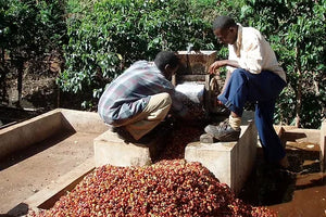 Agricultores de Tanzania despulpando cerezas de café en la finca Ngila estate 
