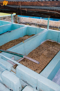 Tanques de fermentación en Kenia, finca gatugi 