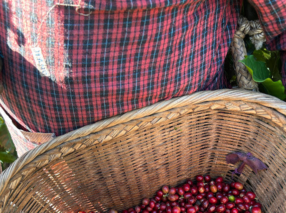 Mujer china con canasta de cerezas de café recién recogida en la finca Yirong estate 