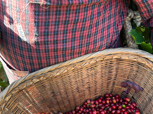 Mujer china con canasta de cerezas de café recién recogida en la finca Yirong estate 