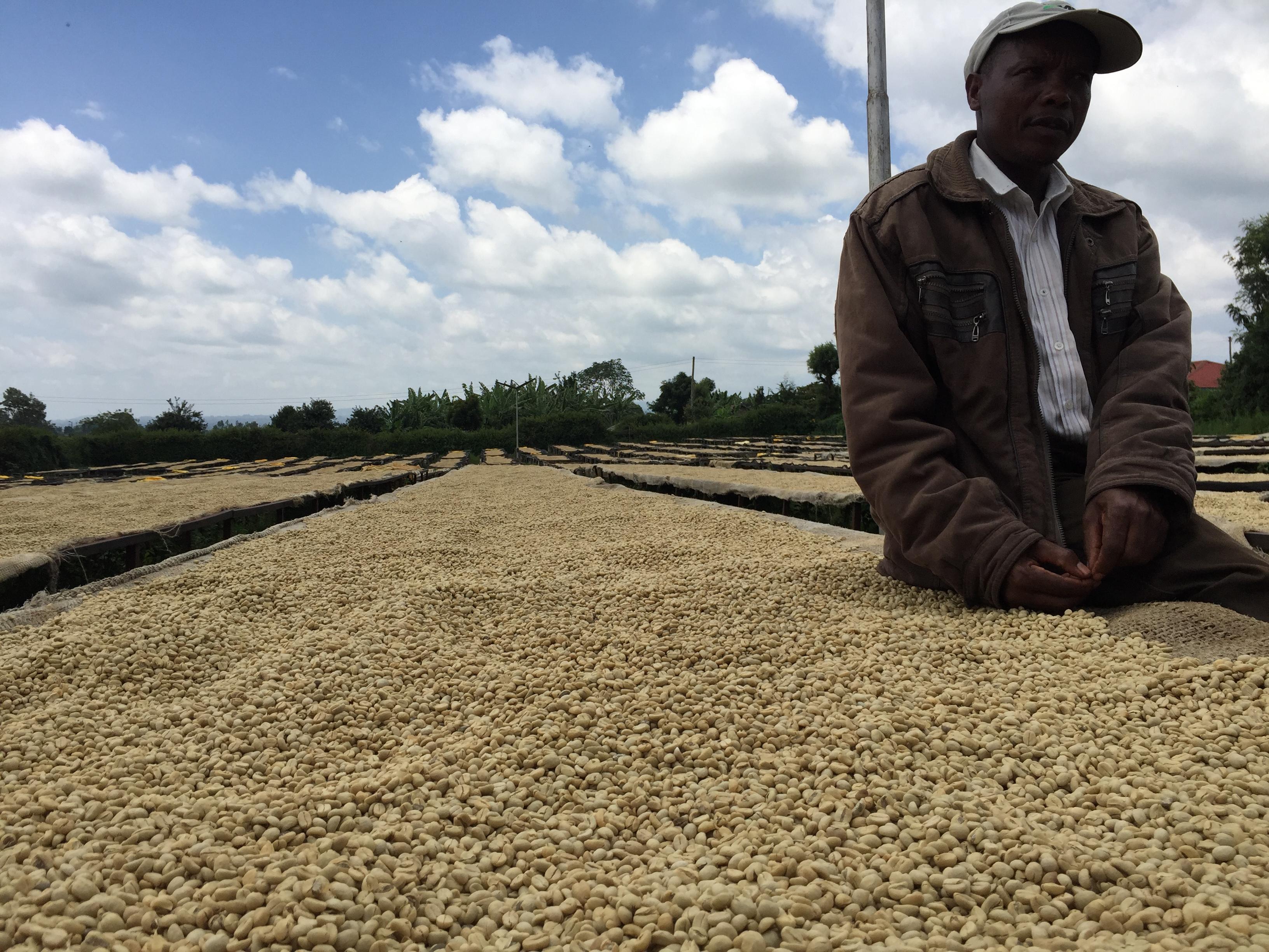 Agricultor de Kenia junto con su cosecha de café 