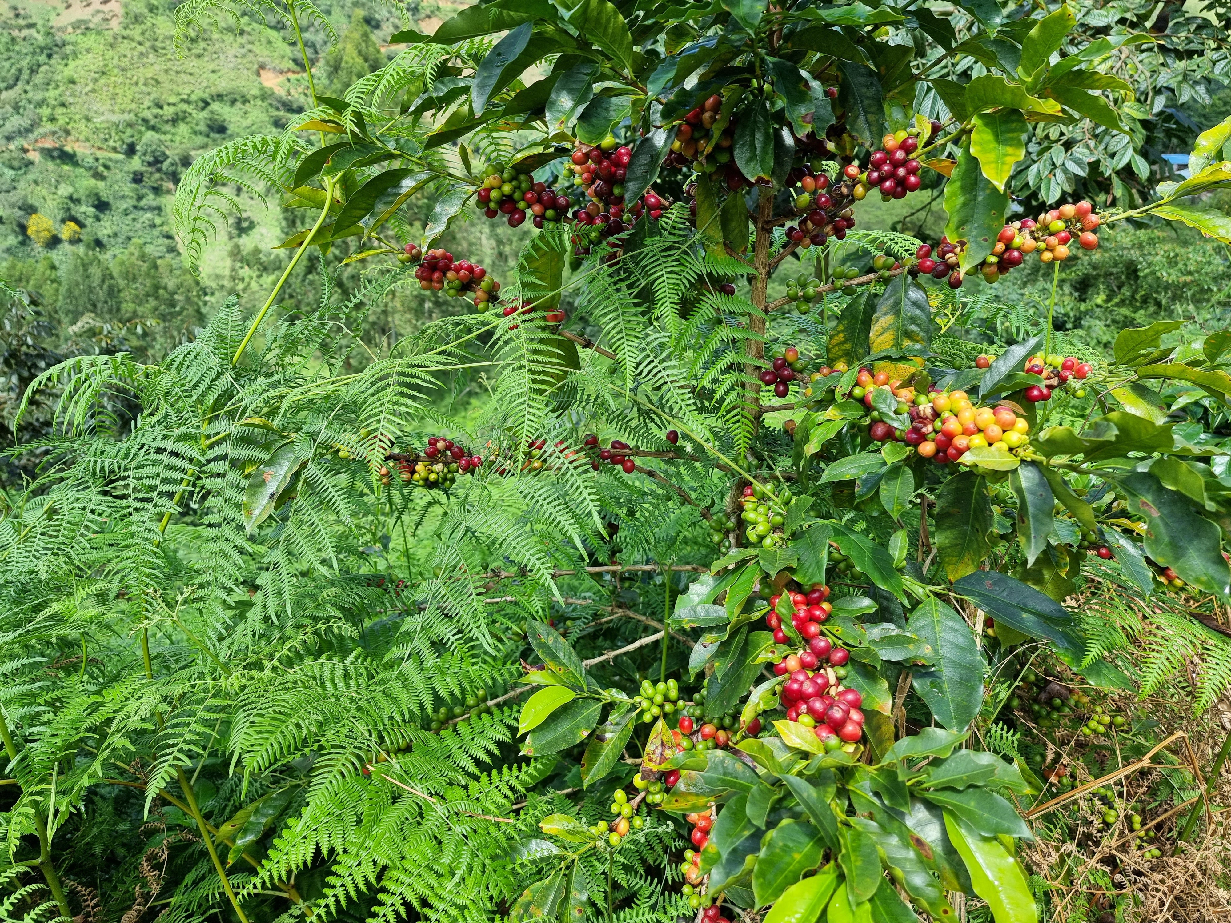 Arbusto de café con cerezas maduras, listas para ser cosechadas en peru, finca las vistas 