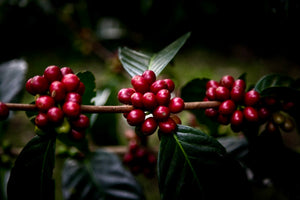 Cerezas de café maduras en Colombia, finca el placer 