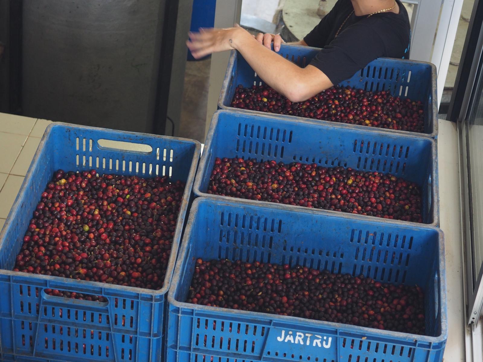 Cerezas de café recién seleccionadas para ser procesadas en Colombia 