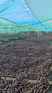 Cerezas de café secándose en camas africanas en murago en Etiopía 