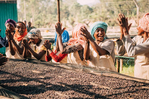 Mujeres de Etiopía seleccionando cerezas de café secas en camas africanas en Etiopía, región de keffa, finca bench maji 
