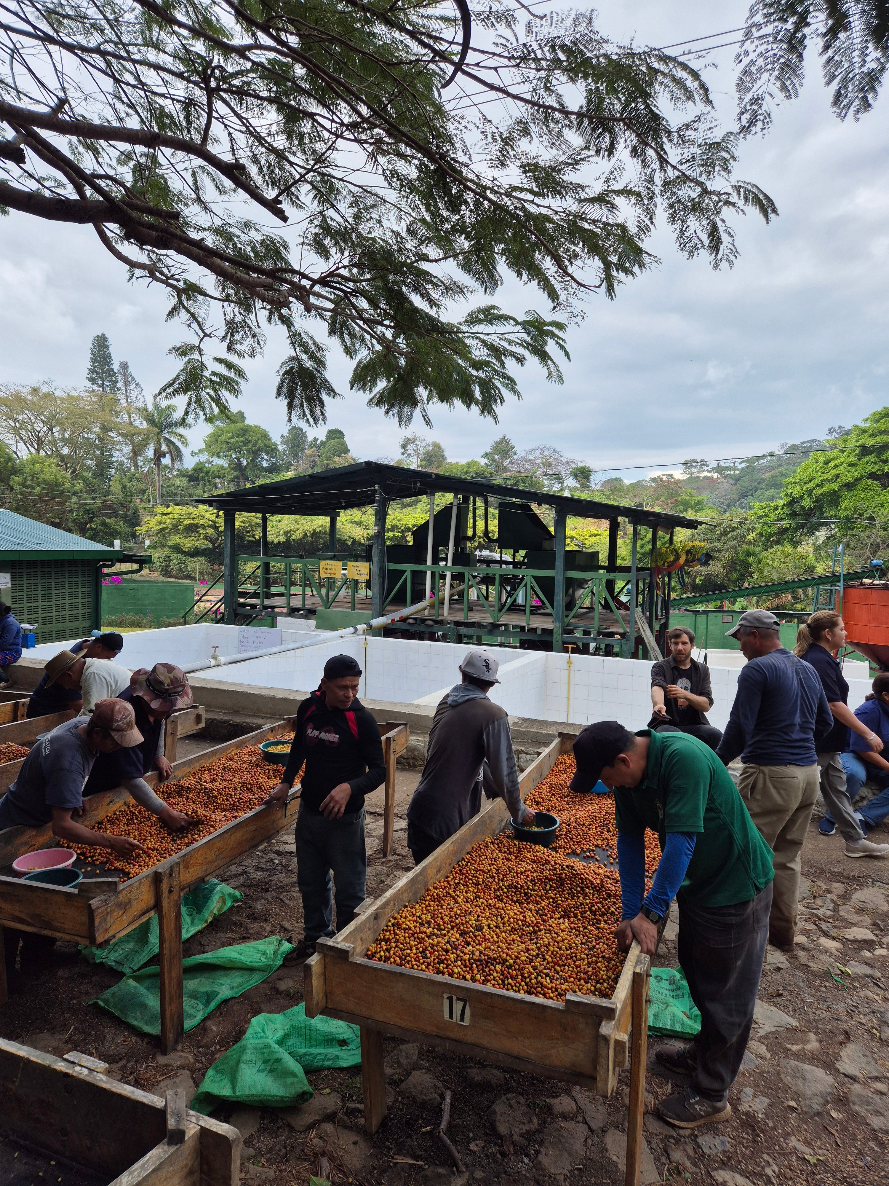 Agricultores de El Salvador junto con las cerezas de Café en camas africanas en El Salvador Finca Las Mercedes 