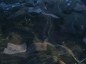 Finca de café Yirong estate en China en la región de Menglian