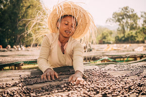 Mujer etíope junto con las cerezas de café secándose en camas africanas en geisha, región de keffa en Etiopía 